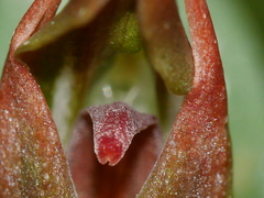 Pterostylis humilis