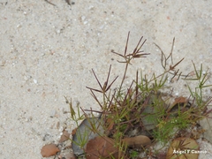 Scandix pecten-veneris