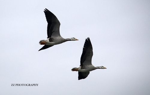 Bar-headed Goose