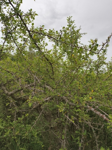 Commiphora berryi Wight ex Beddome 2