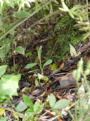 Pterostylis humilis