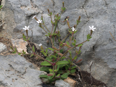 Silene sedoides