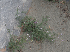 Erucaria hispanica