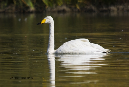 Whooper Swan