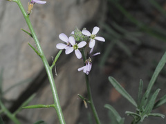 Erucaria hispanica