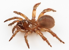 Aliatypus erebus