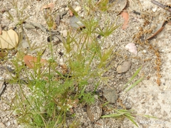 Scandix pecten-veneris