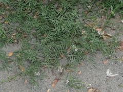 Erucaria hispanica