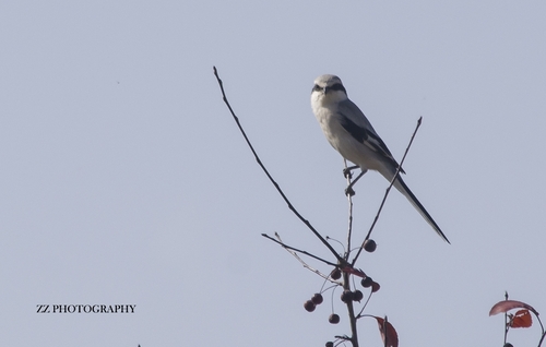 Chinese Grey Shrike