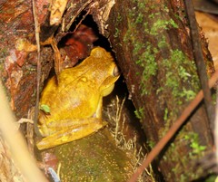 Boana multifasciata