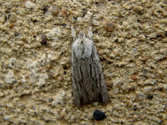 Lithophane leautieri