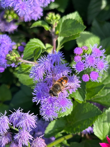 Unknown species found near Bell St, Dubuque, IA, US