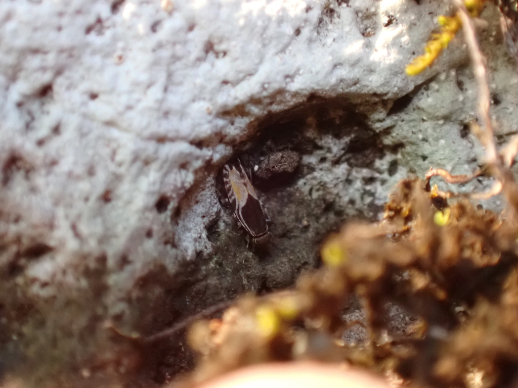 Stigmatopathus horvathi