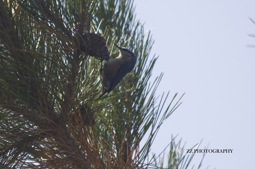 Snowy-browed Nuthatch
