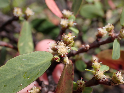 Euphorbia celastroides observed 2025-10-18