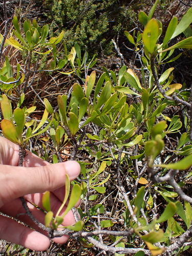 Scaevola gaudichaudii observed 2025-10-18
