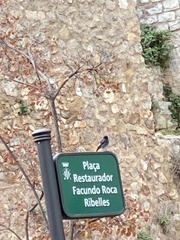 Phoenicurus ochruros