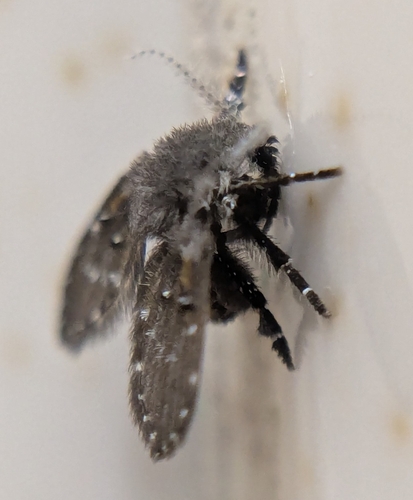 Unknown species found near Madisonville, TN 37354, USA