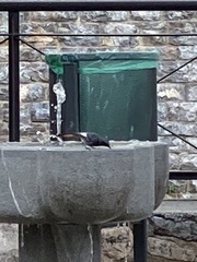 Phoenicurus ochruros