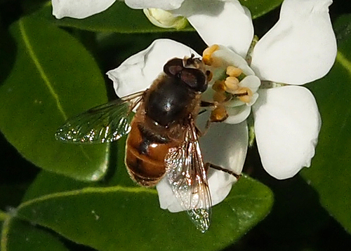 Unknown species found near Gonzales, Victoria, BC V8S, Canada