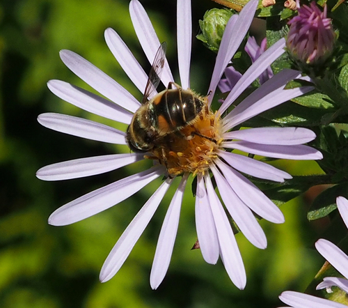Unknown species found near Gonzales, Victoria, BC V8S, Canada
