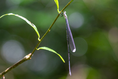 Mecistogaster linearis