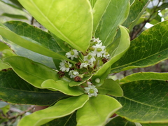 Christmas holly (Ilex anomala)