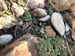 Chrysolina auripennis