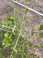 Randia obcordata
