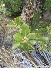 Quercus wislizeni frutescens