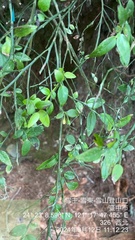 Vaccinium japonicum, photograph (c) 謝麗霦, some rights reserved (CC BY)