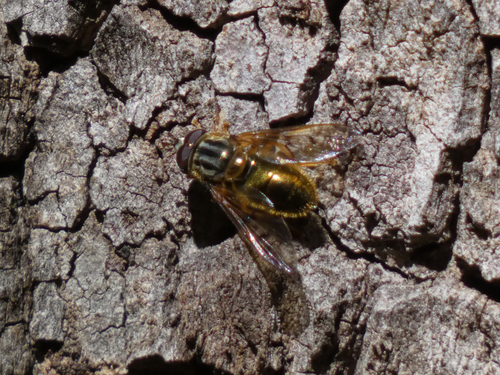 Unknown species found near Sierra Vista Southeast, AZ, USA