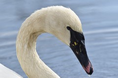 Cygnus buccinator × olor