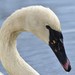 Trumpeter × Mute Swan - Photo no rights reserved, uploaded by Braden J. Judson