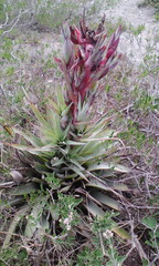 Tillandsia secunda