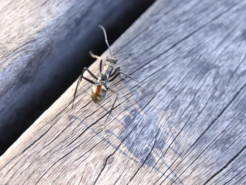 Polyrhachis brutellaPolyrhachis brutella