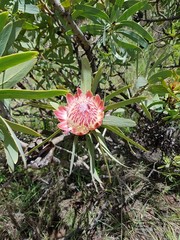Protea caffra caffra