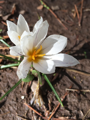 Crocus aleppicus