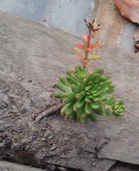 Echeveria quitensis