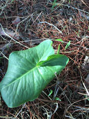Arum palaestinum