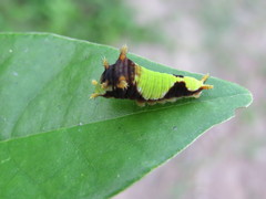 Lepidoptera