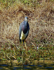 Egretta tricolor image