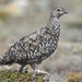 White-tailed Ptarmigan - Photo (c) Braden J. Judson, some rights reserved (CC BY-NC), uploaded by Braden J. Judson