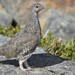 Vancouver Island White-tailed Ptarmigan - Photo no rights reserved, uploaded by Braden J. Judson