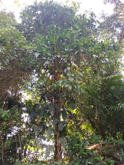 Lecythidaceae