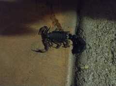 Parabuthus transvaalicus