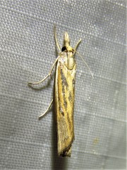 Fissicrambus profanellus