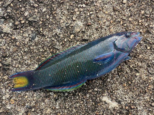 Moon Wrasse