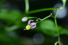 Solanum pittosporifolium