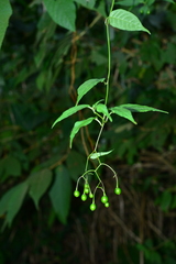 Solanum pittosporifolium